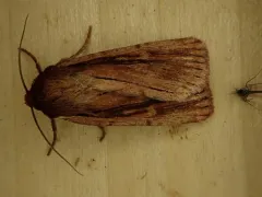 Tesagrotis corrodera thumbnail 3