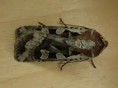 Euxoa auripennis thumbnail 3