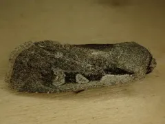 Euxoa idahoensis thumbnail 3
