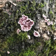 Silverleaf Fungus thumbnail 1