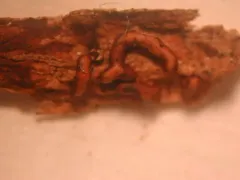 Trichia contorta thumbnail 3