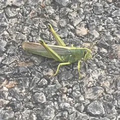 Spotted Bird Grasshopper thumbnail 3