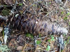Strobilurus diminutivus thumbnail 1