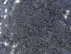 Fine Rockwool Lichen thumbnail 2