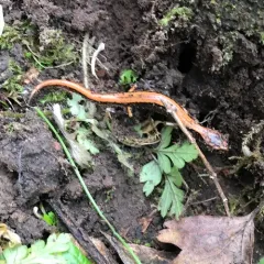 Western Red-backed Salamander thumbnail 4