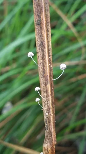 Mycena culmigena
