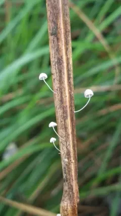 Mycena culmigena thumbnail 1