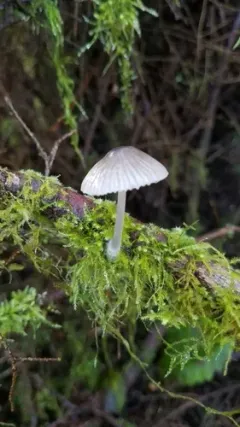 Mycena abramsii thumbnail 2