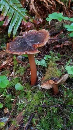 Phaeocollybia spadicea thumbnail 3