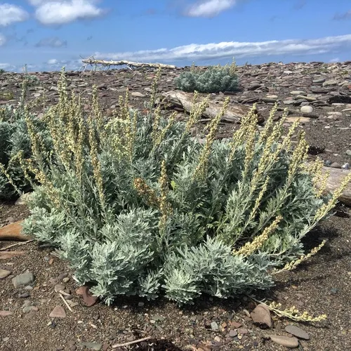 Hoary Mugwort