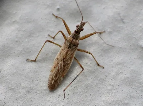 Western Damsel Bug