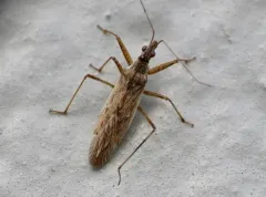 Western Damsel Bug thumbnail 1