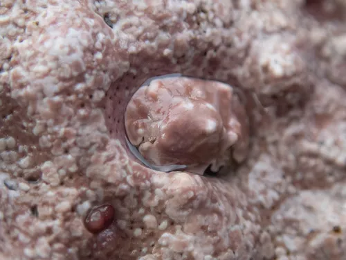 Triangular Limpet