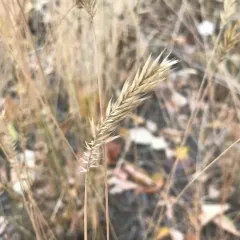 Crested Wheatgrass thumbnail 2