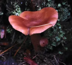 Rufous Milkcap thumbnail 2