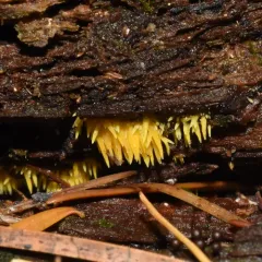 Mucronella flava thumbnail 2
