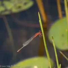 Scarlet Bluet thumbnail 1