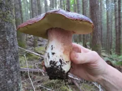 Queen Bolete thumbnail 2