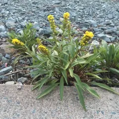 northern seaside goldenrod thumbnail 4