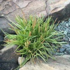 Sea Plantain thumbnail 3