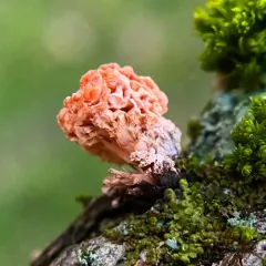Xylaria flabelliformis thumbnail 2