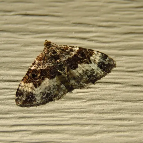 Common Carpet Moth
