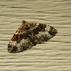 Common Carpet Moth thumbnail 1