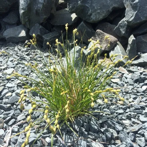 beach sedge