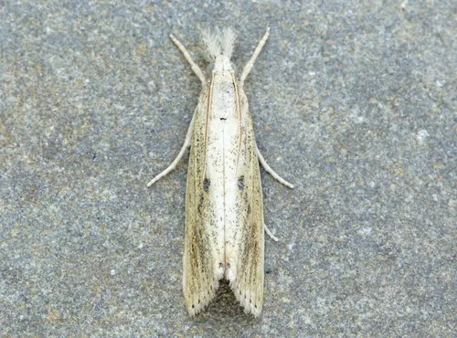 Rice Stalk Borer Moth