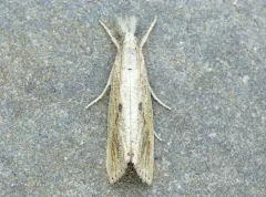 Rice Stalk Borer Moth thumbnail 1