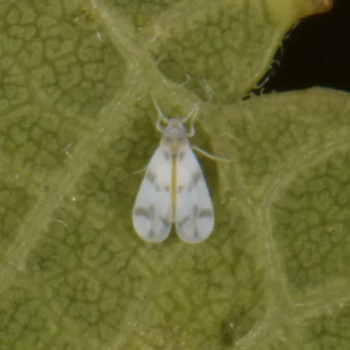 Mulberry Whitefly