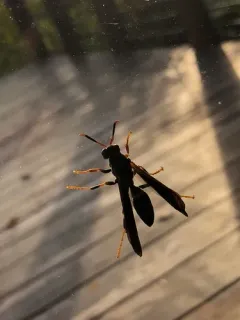 Ringed Paper Wasp thumbnail 3