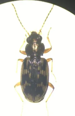 Bembidion versutum thumbnail 3