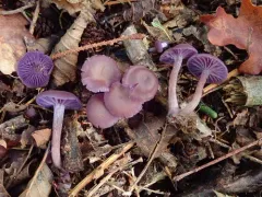 Amethyst Deceiver thumbnail 2