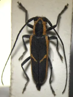 Red-edged Saperda thumbnail 3