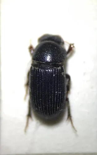 Ataenius strigatus
