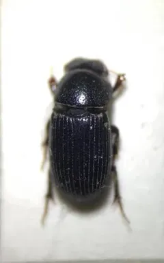Ataenius strigatus thumbnail 1
