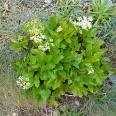 Scots Lovage thumbnail 4