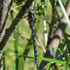 Lance-tipped Darner thumbnail 1