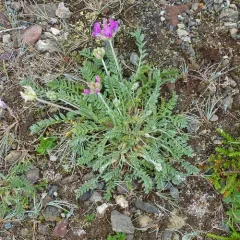 field locoweed thumbnail 3