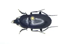 Oodes fluvialis thumbnail 3