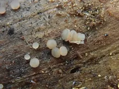 Ascocoryne lilacina thumbnail 2