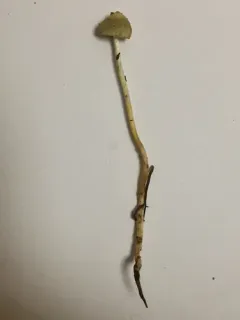 Stropharia semigloboides thumbnail 3