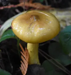Coppery Waxcap thumbnail 2