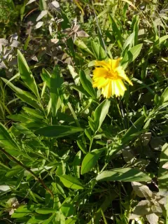 large-flowered tickseed thumbnail 2