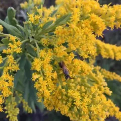 Philanthus solivagus thumbnail 1