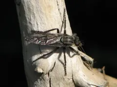 Lasiopogon aldrichii thumbnail 4