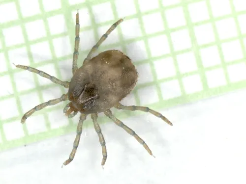 Seabird Tick
