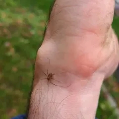 Paroligolophus agrestis thumbnail 3