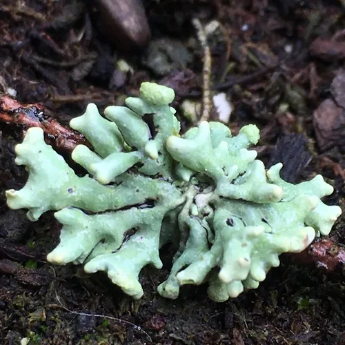 Powder-headed Tube Lichen
